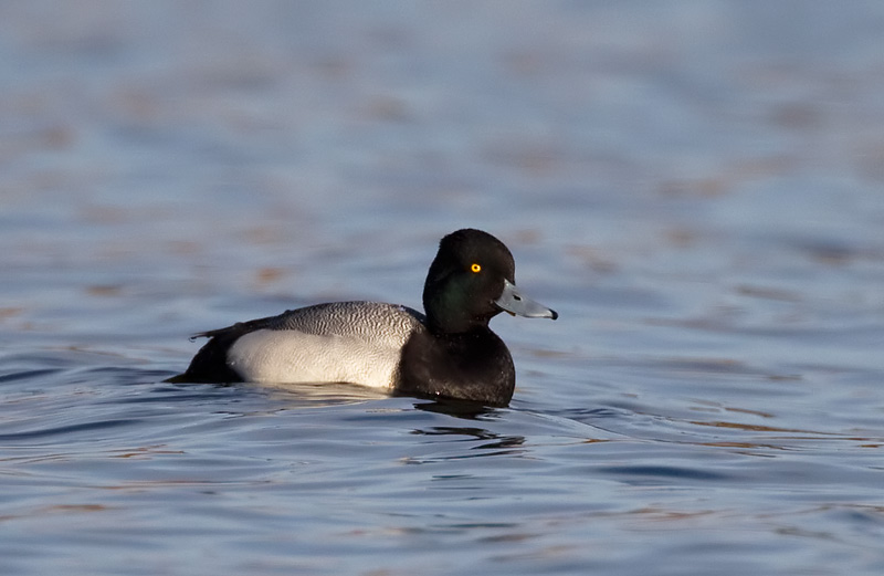 lesser scaup