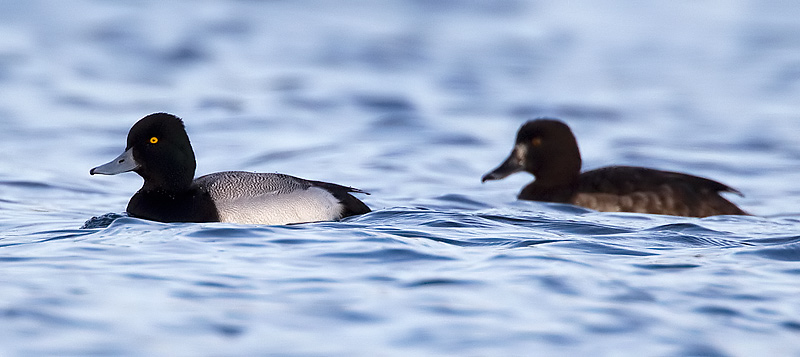 lesser scaup