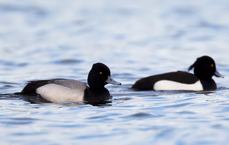 lesser scaup