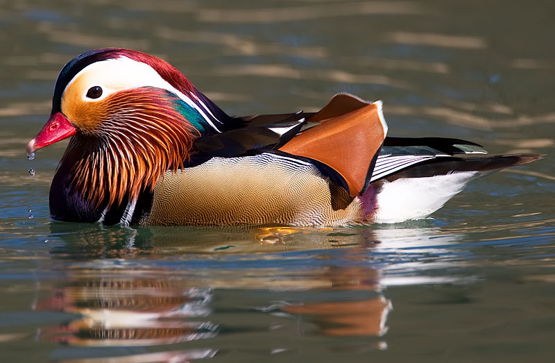 mandarin