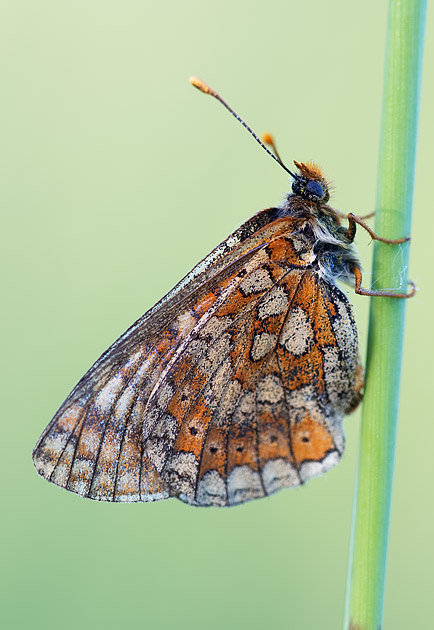 marsh fritillary