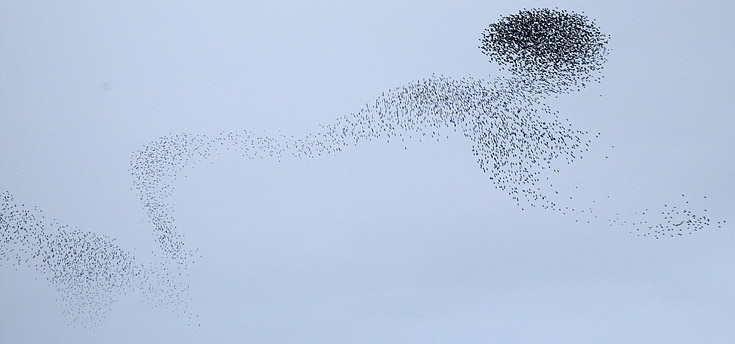 starlings