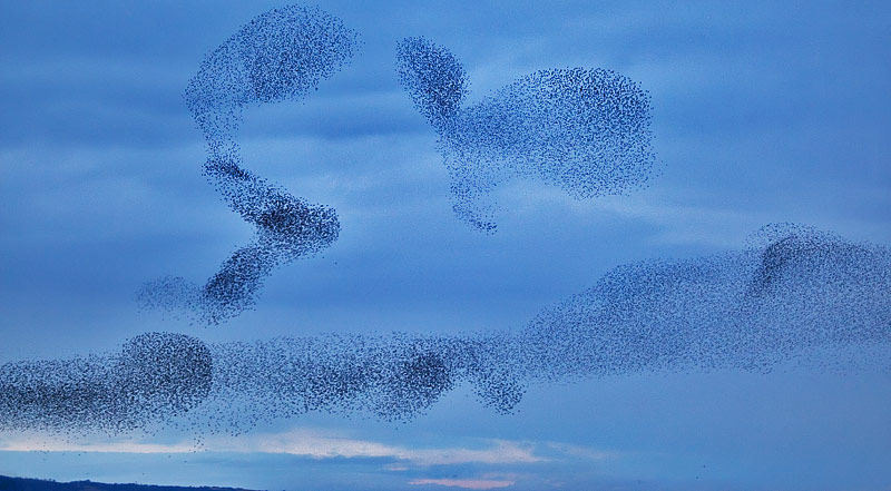 starlings
