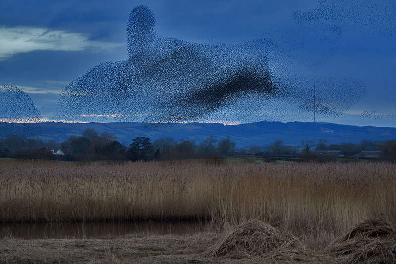 starlings