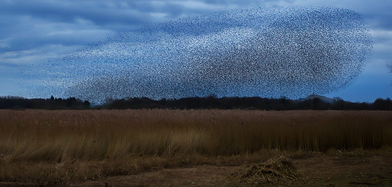 starlings