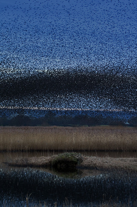 starlings