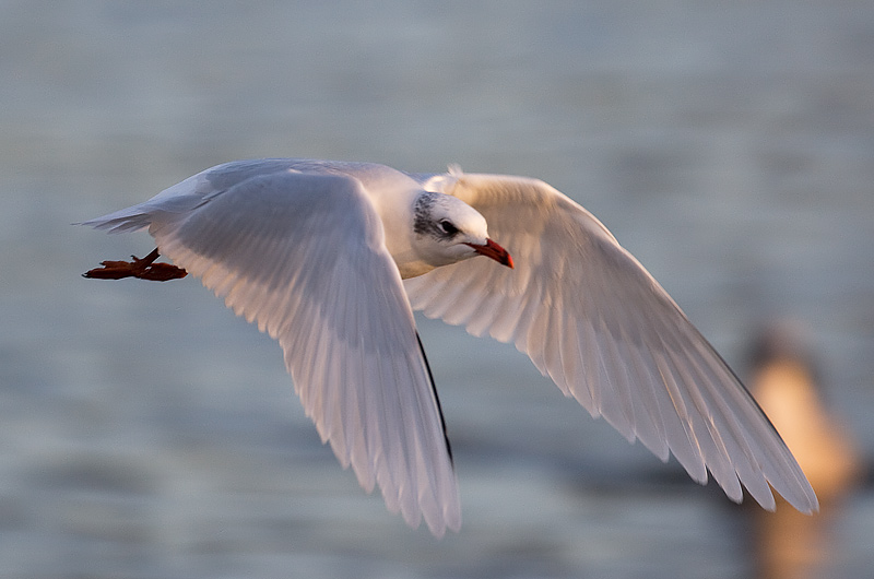 Mediterranean gull