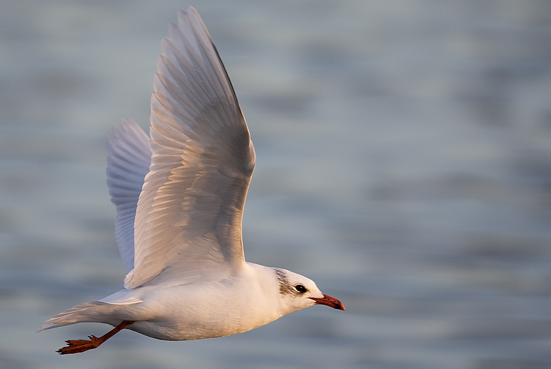 Mediterranean gull