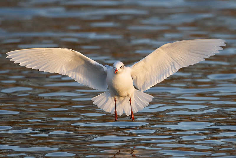 Mediterranean gull