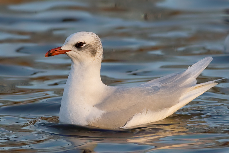 Mediterranean gull