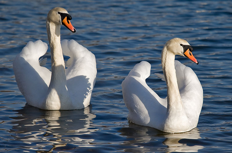 mute swans