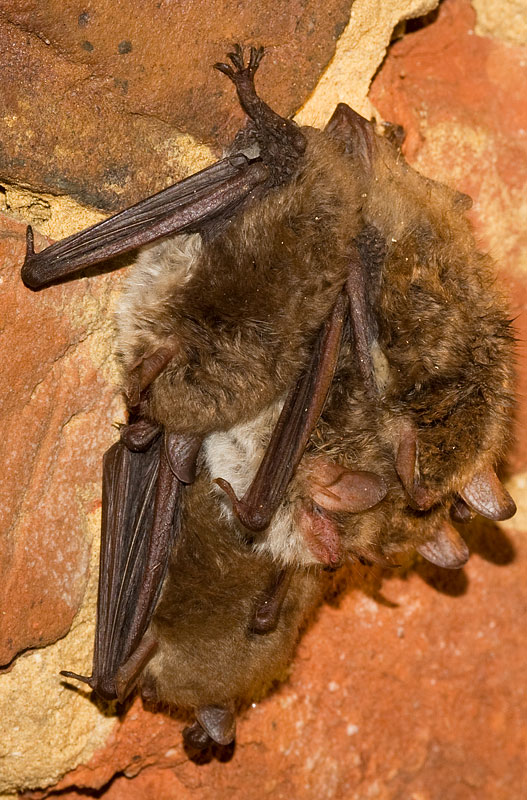 Natterer's bats