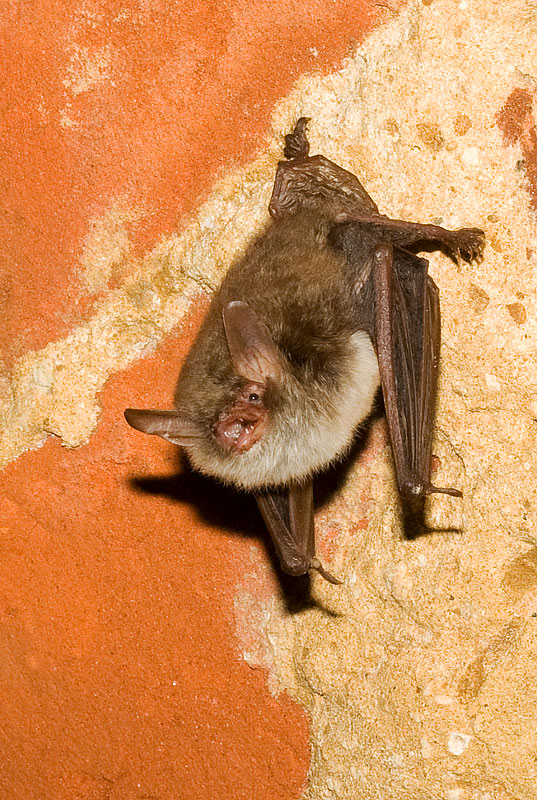Natterer's bats