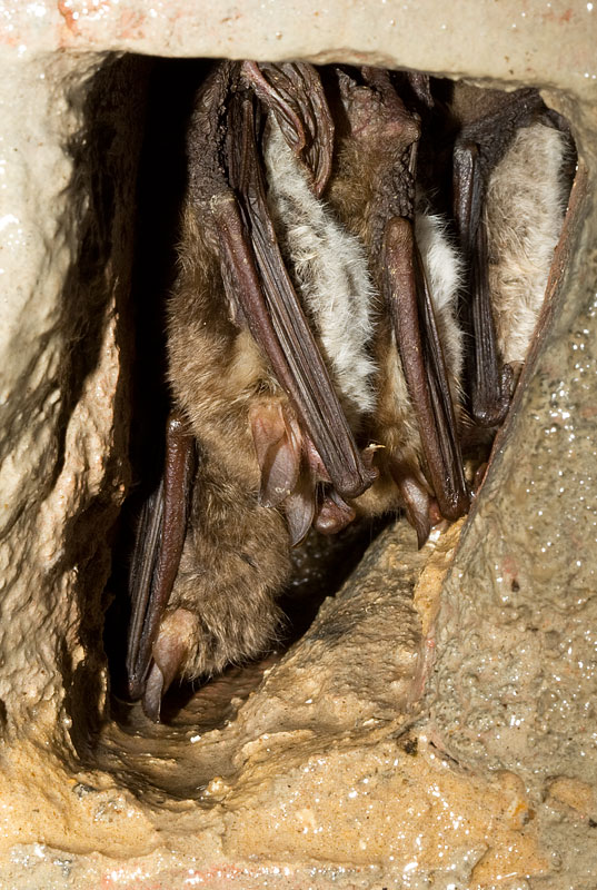 Natterer's bats
