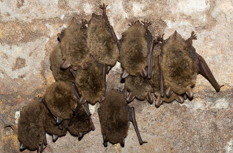 Natterer's bats