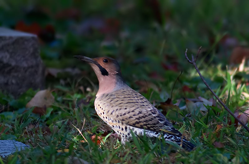 northern flicker