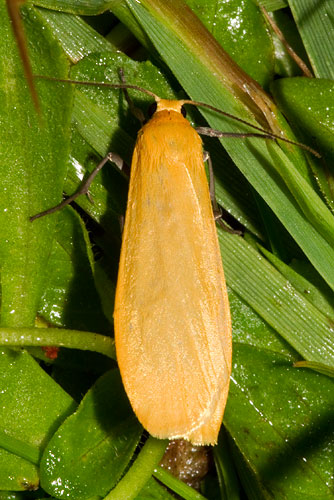 orange footman