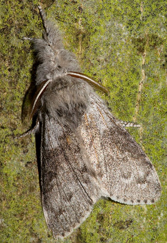 pale tussock