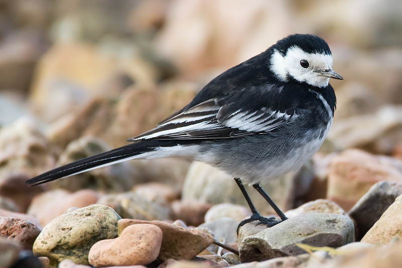 pied wagtail