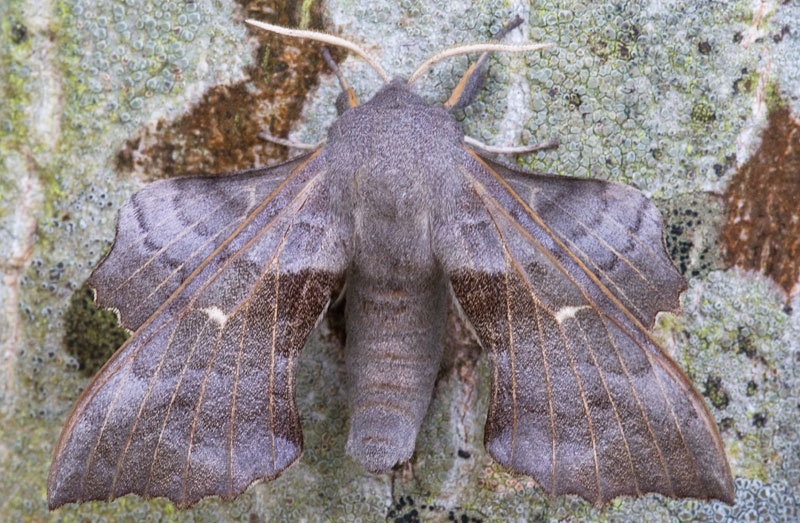 polar hawk moth
