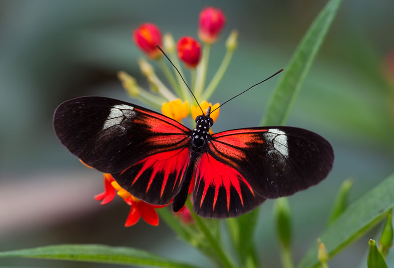 Heliconius butterfly