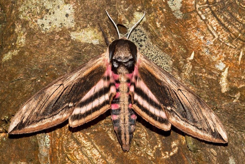 privet hawk moth