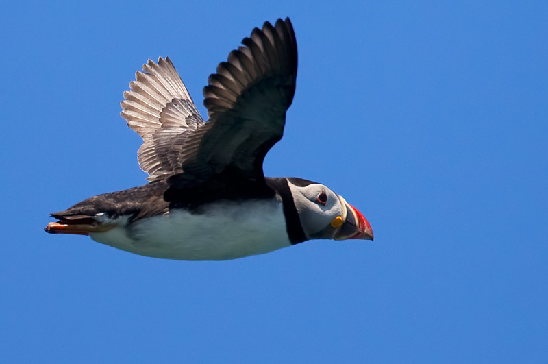 puffin