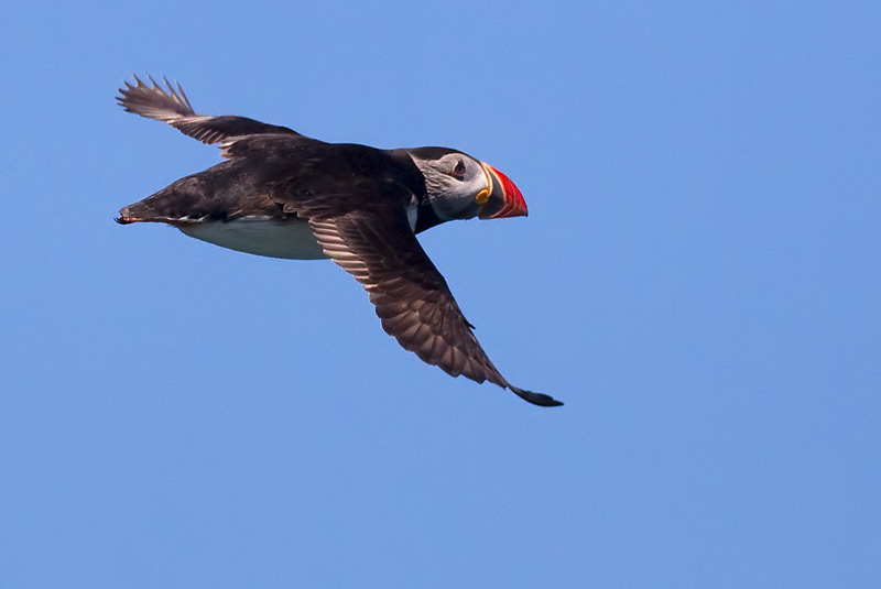 puffin