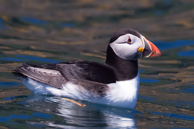 puffin