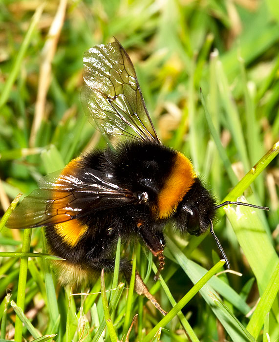 buff-tailed bumble bee