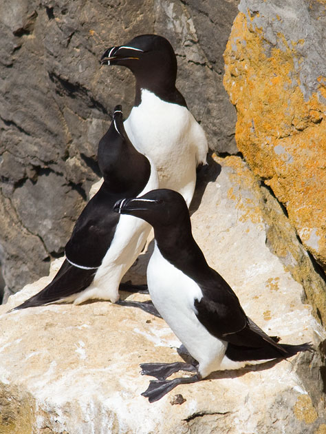 razorbills