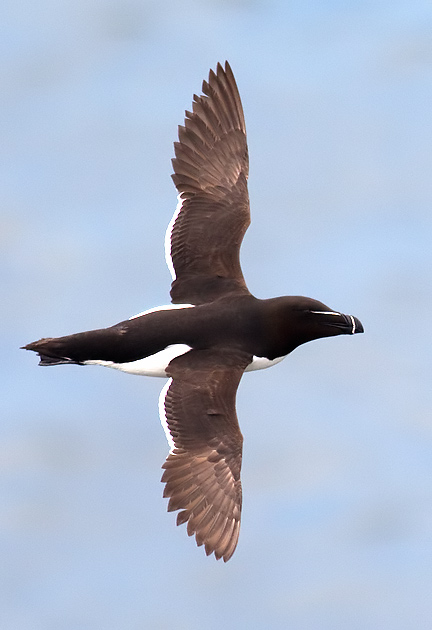 razorbill