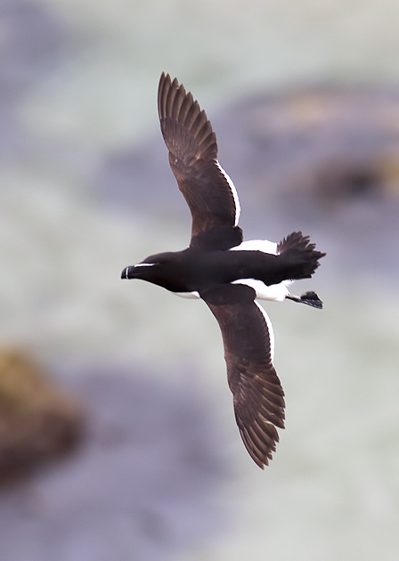 razorbill