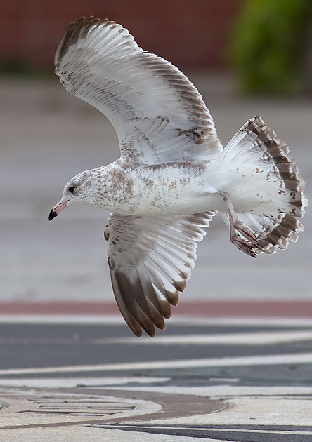 ring-billed gull