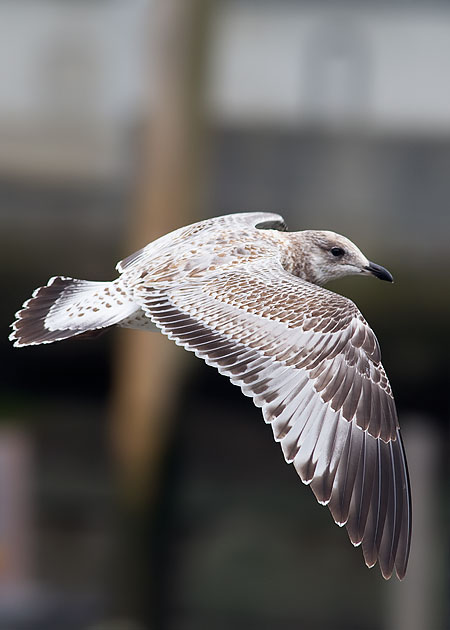 ring-billed gull
