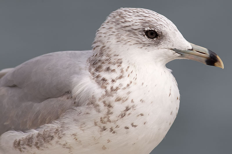 ring-billed gull