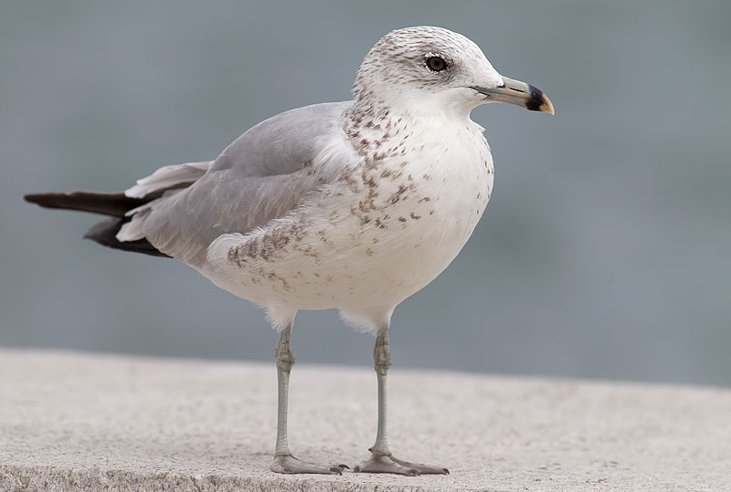 ring-billed gull