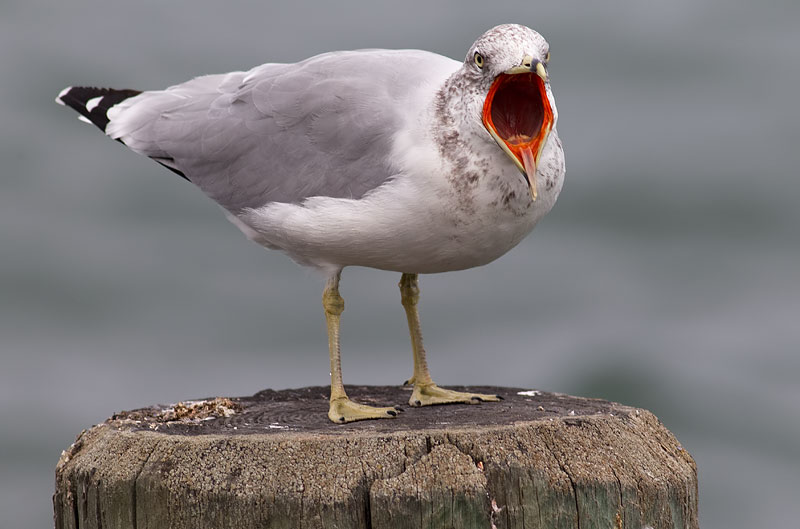 ring-billed gull