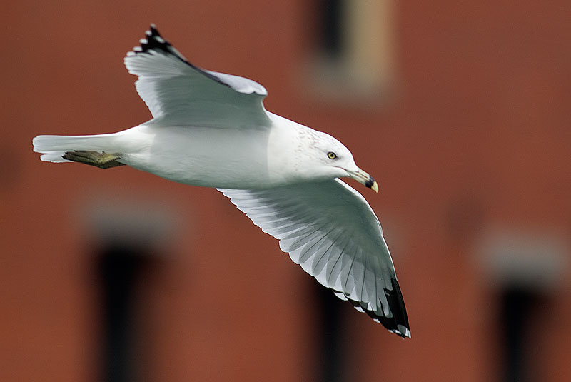 ring-billed gull
