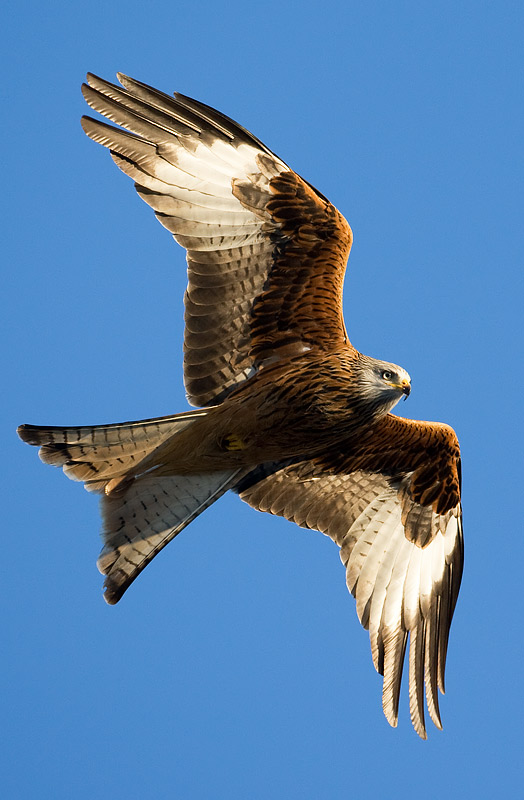 red kite