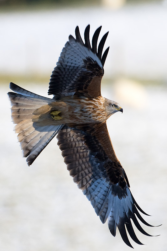 red kite