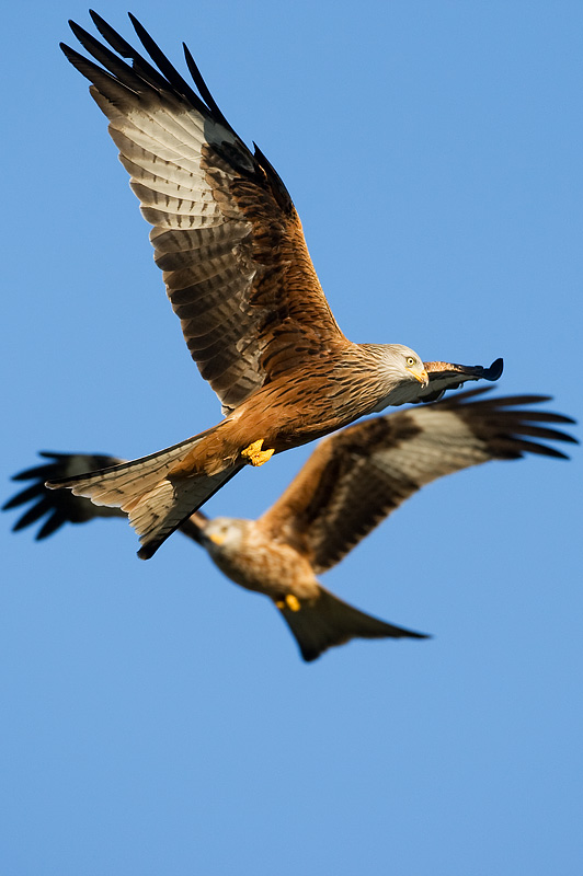 red kite