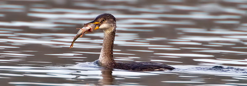red-necked grebe
