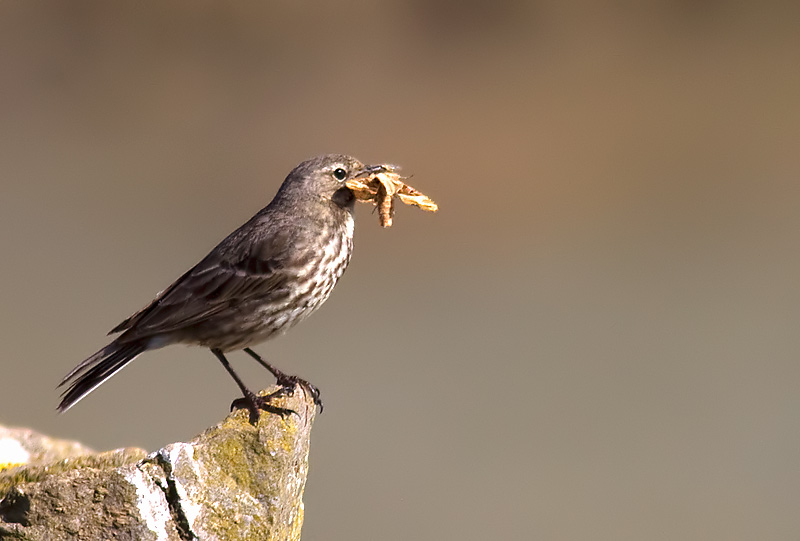 rock pipit eatin moth (angle shades?)
