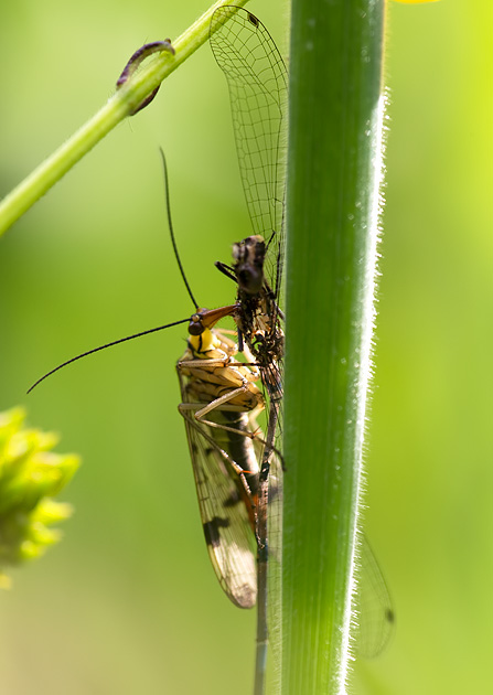scorpion fly