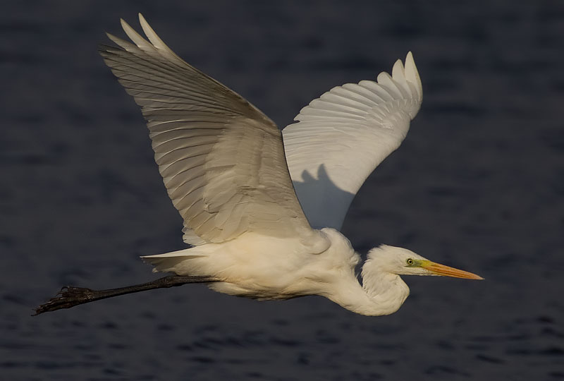 great white egret
