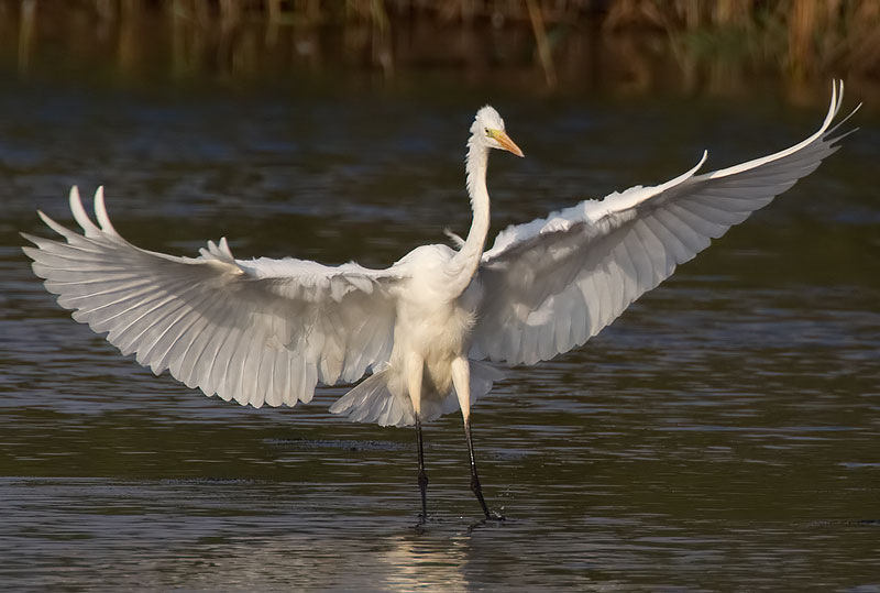 great white egret