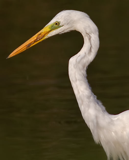 great white egret