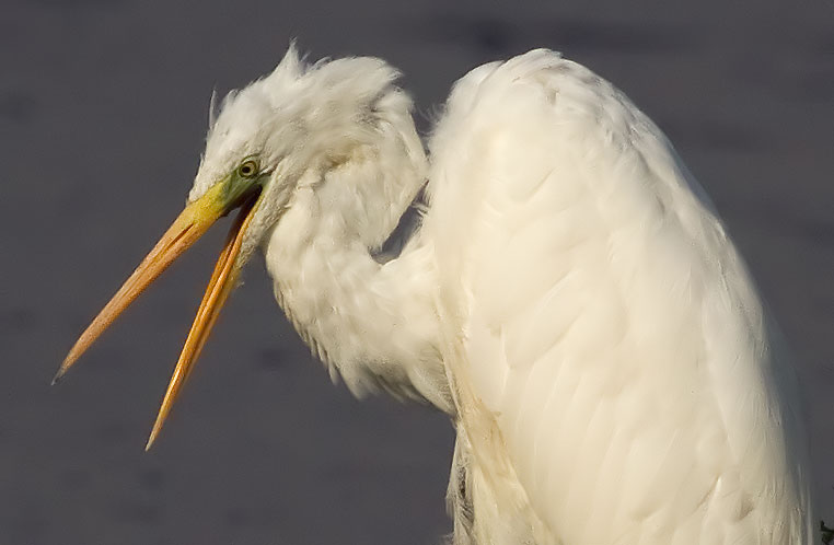 great white egret