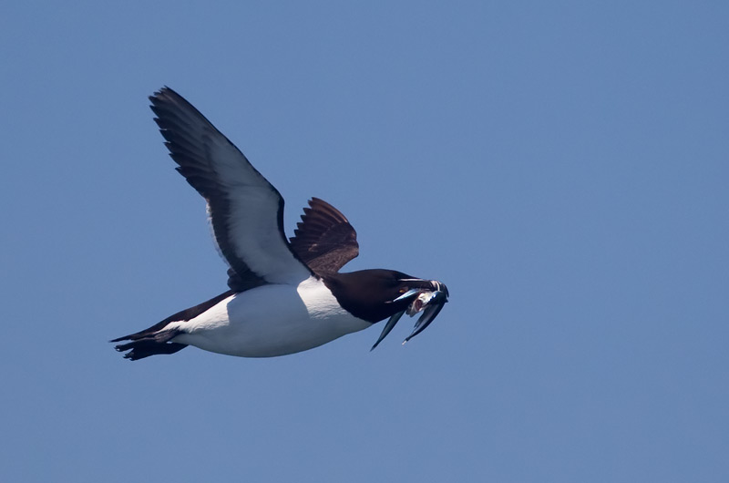 razorbill
